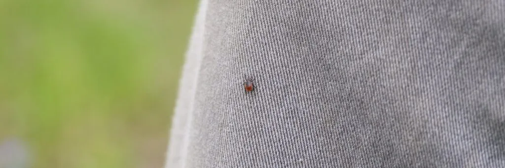 the taiga tick is a blood - sucking parasite. the imago of a tick crawls on a person's clothes