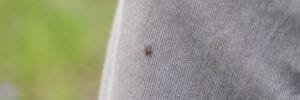 the taiga tick is a blood - sucking parasite. the imago of a tick crawls on a person's clothes
