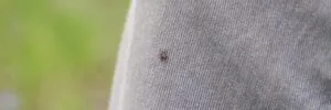 the taiga tick is a blood - sucking parasite. the imago of a tick crawls on a person's clothes