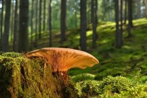Mushroom 8215265