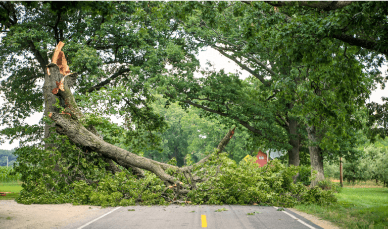 Wind And Tree Hazards